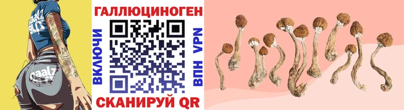 что такое   hydra зеркало  Псилоцибиновые грибы Psilocybe  Жуковка 
